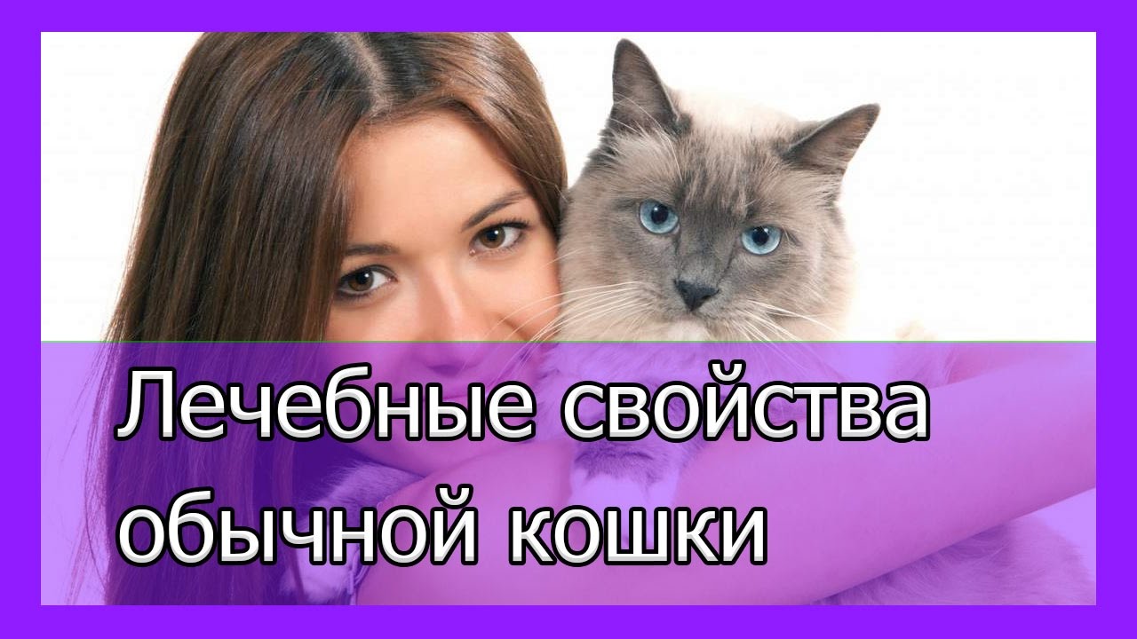 Почему кошка ложится на больное место человека смотреть онлайн