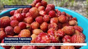 Сезон сбора клубники и земляники стартовал в Иркутском районе