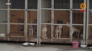 Карантин по бешенству в Шумерлинском округе: введён режим ограничений