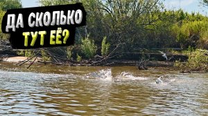 РЫБА ОБЕЗУМЕЛА, не дает провести приманку