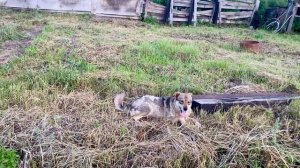 Пришлось самой прогонять не званного  гостя