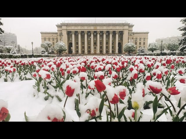 Алматы завалило снегом! Зима в апреле #Almaty #snowfall #winter смотреть онлайн
