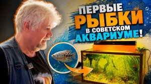 Запускаем рыбок в аквариум из СССР! | Аквариумные истории из ЭКЗОМЕНЮ №180