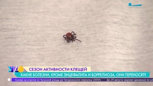 Сезон активности клещей: какие болезни они переносят?