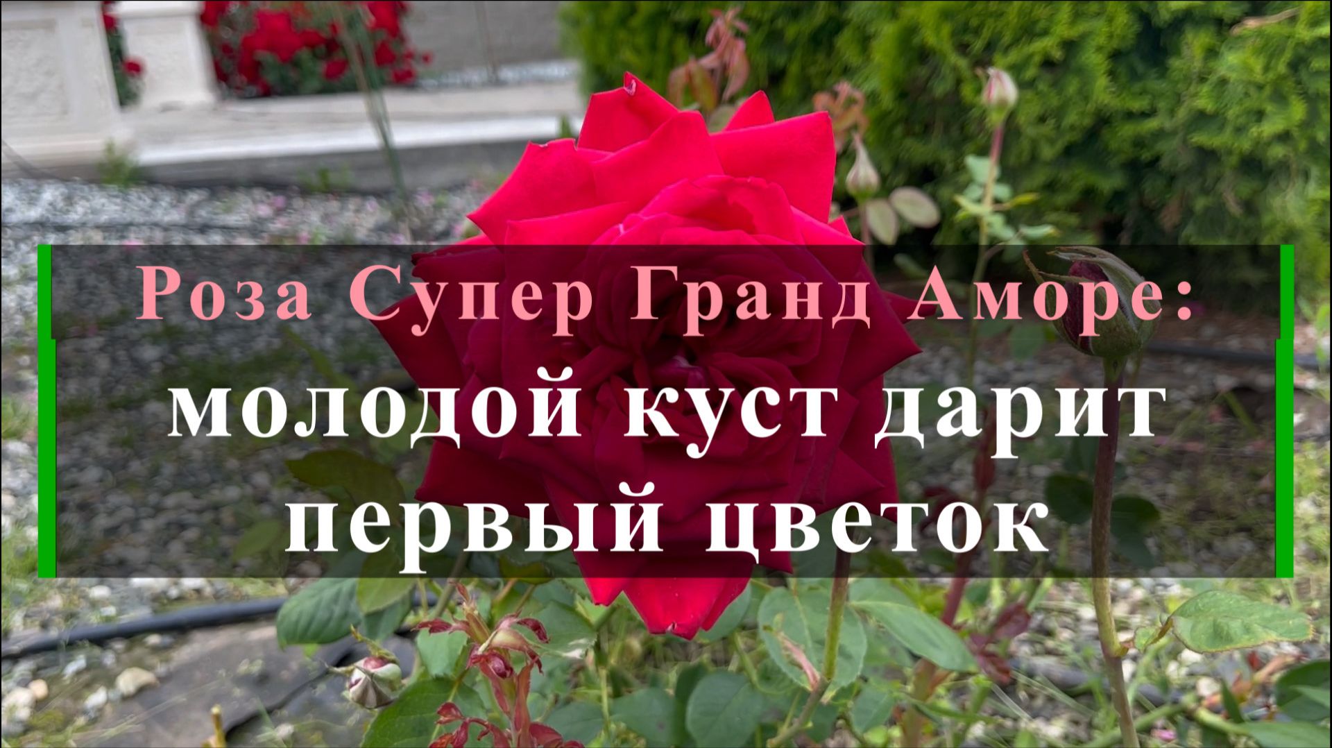 Роза Супер Гранд Аморе: молодой куст дарит первый цветок