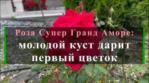 Роза Супер Гранд Аморе: молодой куст дарит первый цветок