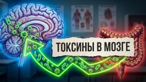 Как Кандида разрушает мозг и лимфу