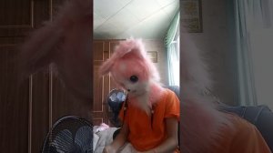 вещи для драконов