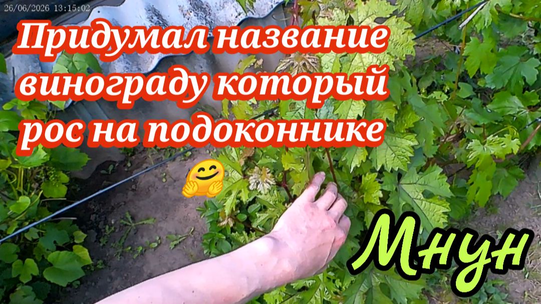 Виноград с подоконника_придумал ему название!👍🤗