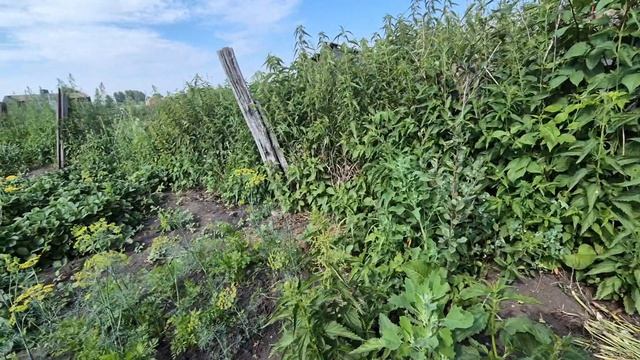 что делать и как быть с холодильником/ ох сколько банок/супчик смотреть онлайн
