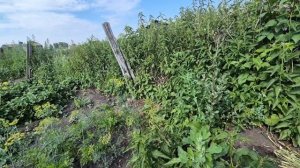 что делать и как быть с холодильником/ ох сколько банок/супчик