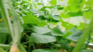 Свежие огурчики) 🥒🥒🥒
