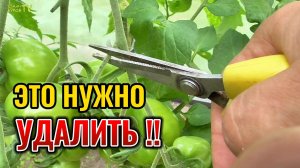 Формировка и нормировка томатов для ускорения созревания крупных помидоров