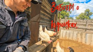 Заботы о курочках.