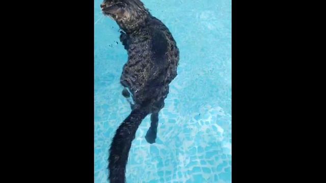 Басейнный котик смотреть онлайн