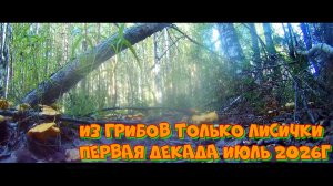 С грибами туго но лисички есть