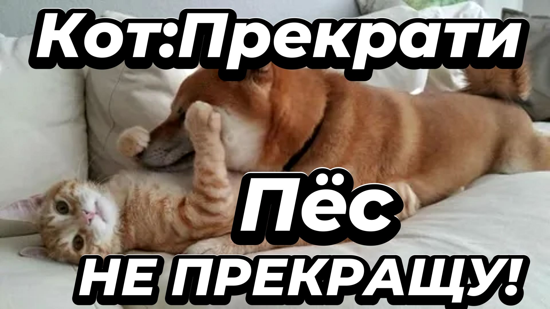 Смешные животные 2026-Коты и собаки  до слёз🐕😂