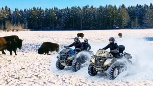 -20°C не помеха! Наш семейный отдых в Зубровнике: квадроциклы, зубры, лошадки и горячий чай
