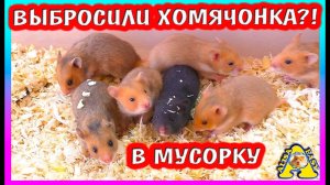 ДОУБИРАЛАСЬ!! /Я СЛУЧАЙНО! /  Не хватает одного хомячонка / Считаю Хомячат  / Alisa Easy Pets