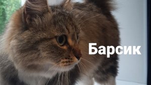 Я УКРАЛА КОТИКА