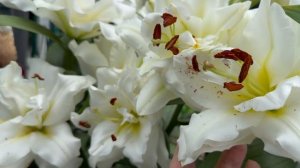Лилия Близзард 🕊️10 июля 26г🌿