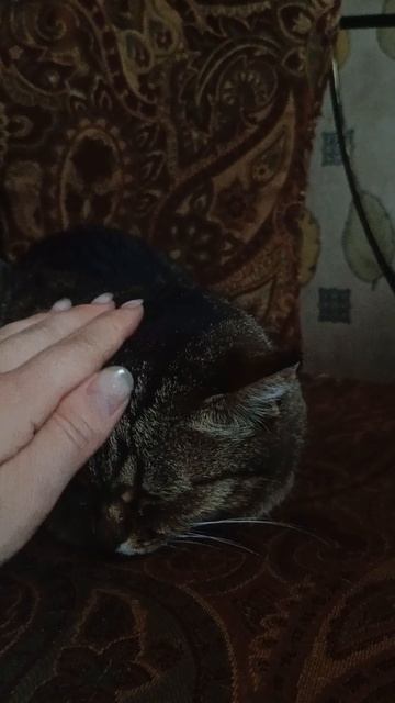 Кошечка Петуния смотреть онлайн