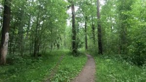 гуляю по зеленому лесу серия 32