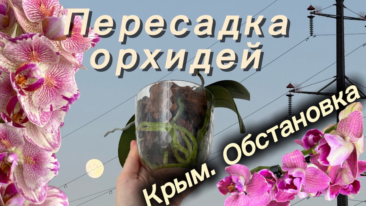 Компания Пиратов Пикоти пересажена. Цветущие орхидеи , корни и прочие прелести этих дней. смотреть онлайн