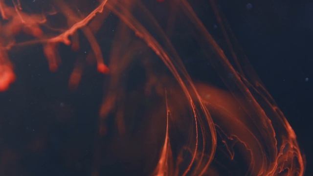 Это нужно обязательно посмотреть! Best of Dolby Vision HDR | 8K 12K 90 FPS 120FPS ( 2024 ) смотреть онлайн