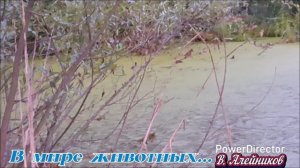 Обитатели пруда...