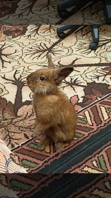 Как одна маленькая рыжая крольчиха два года назад приехала домой и стала частью семьи 🧡🐰