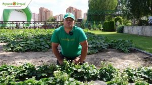 Все об уходе за садовой земляникой.