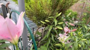 Цветник с лилиями💐10 июля 26г🌿