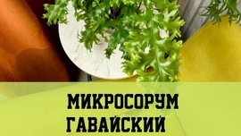 Микросорум Гавайский моя новинка