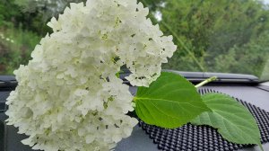 10.07.26г. Вся картошка пожелтела,первые огурчики,подарок природы...