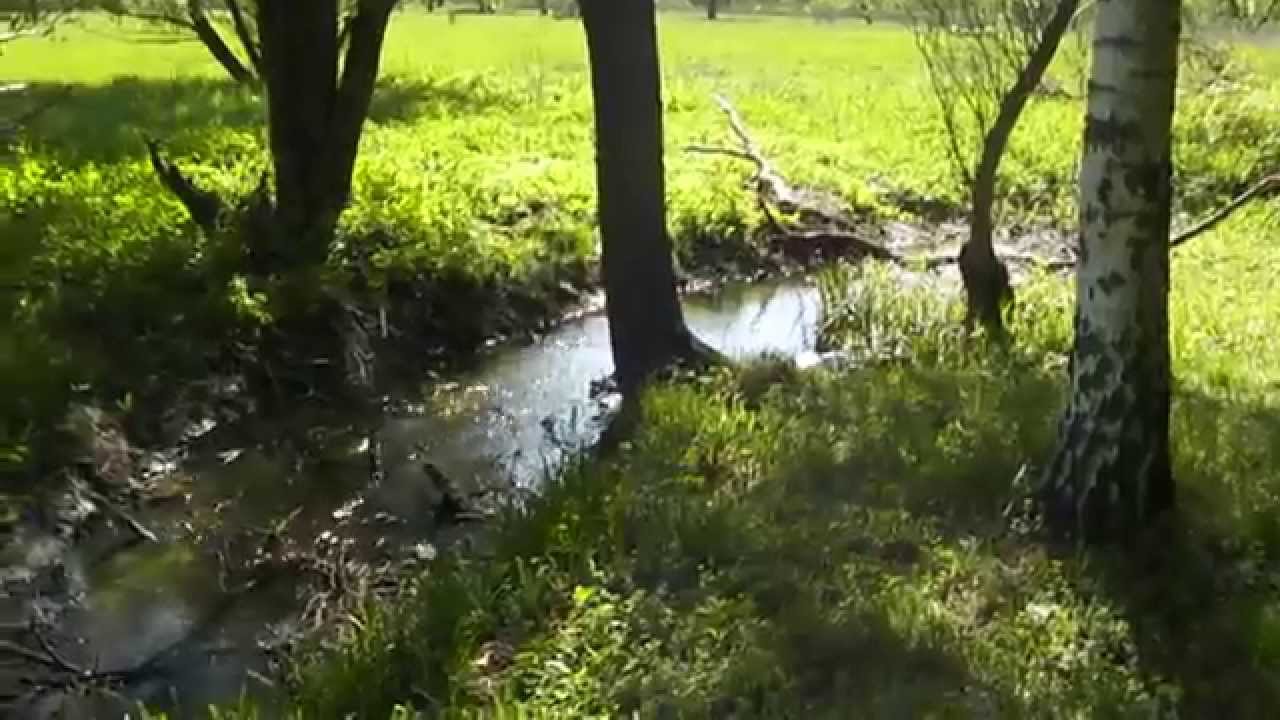 Кролевец. Красота весеннего леса Пение птичек смотреть онлайн