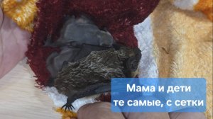 Мама и дети. Те самые, с сетки