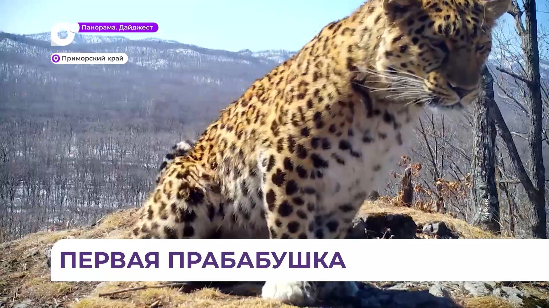 В Приморье появилась первая самка леопарда в статусе прабабушки смотреть онлайн