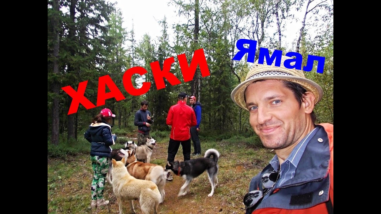 Как выглядит лес на Ямале? Хаски, Сибирские лайки. Прогулка. Воронцов-Travel смотреть онлайн