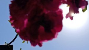 Жаркая пятница ❣️+32 🌞👍