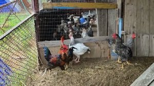 Летнее содержание кур: несушек молодняка и бройлеров.