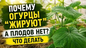 Забудьте про календарь, и уж тем более «лунный»!