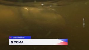 Сома-гиганта поймали рыбаки на Бору
