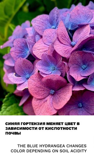 Гортензия смотреть онлайн