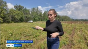 Прямое включение: сезон сбора клубники и земляники начался в Прибайкалье