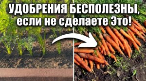 В ИЮЛЕ сделай так с МОРКОВЬЮ и она будет КРУПНАЯ и СЛАДКАЯ!