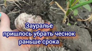 Убираю чеснок, больше ждать нельзя.