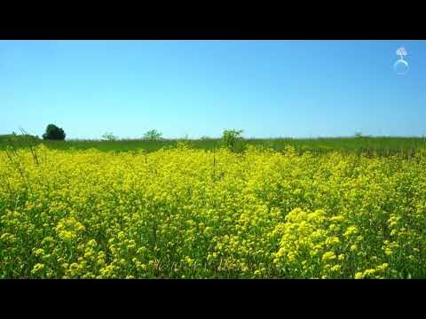 Поле Весной ~ Шелест Травы на ветру, Пение птиц ~ Музыка Природы ~ Живая Природа 4К смотреть онлайн