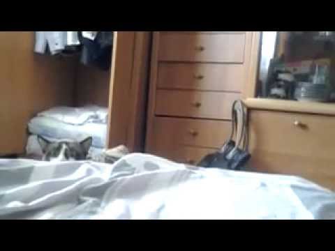 Котэ на палеве смотреть онлайн