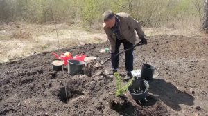 Как посадить крыжовник